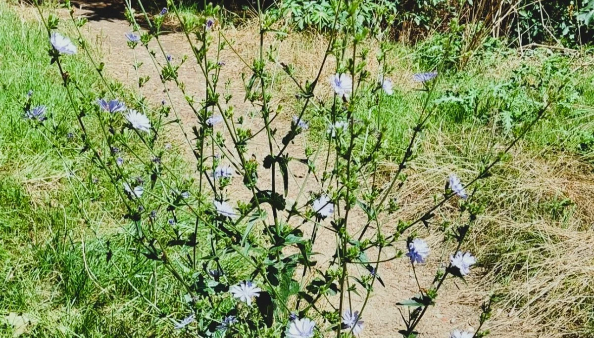 Die gemeine Wegwarte | © Jörg Ladiges