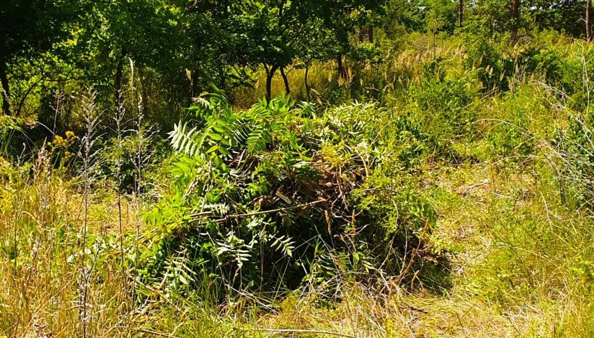 © Katja Franiek | DAV Mainz