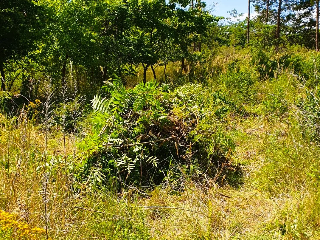 © Katja Franiek | DAV Mainz