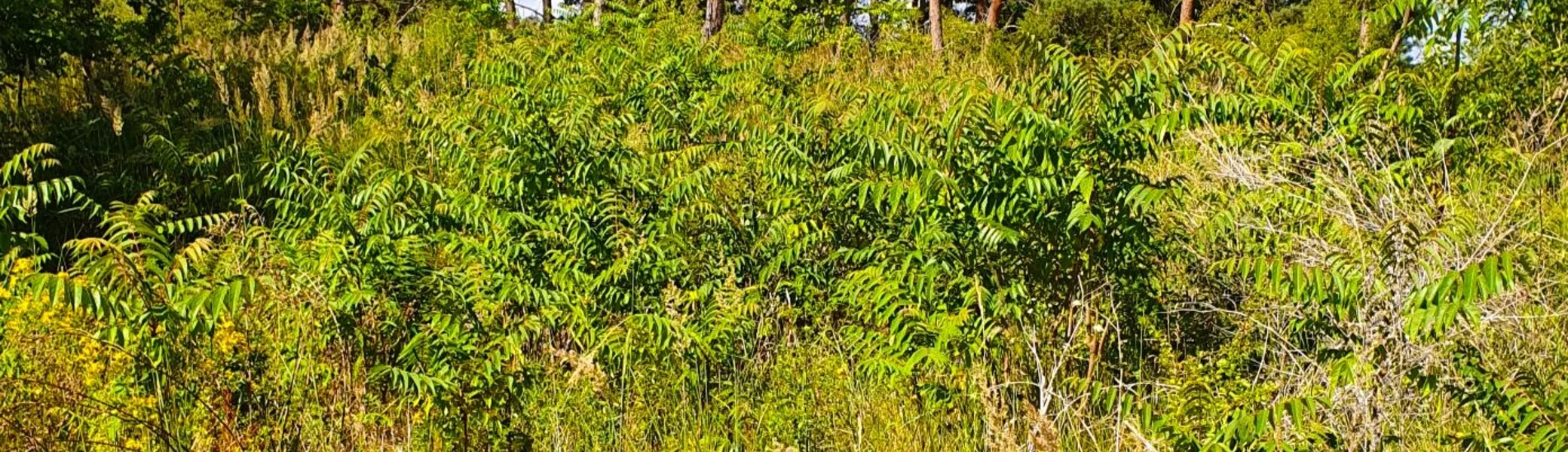 © Katja Franiek | DAV Mainz