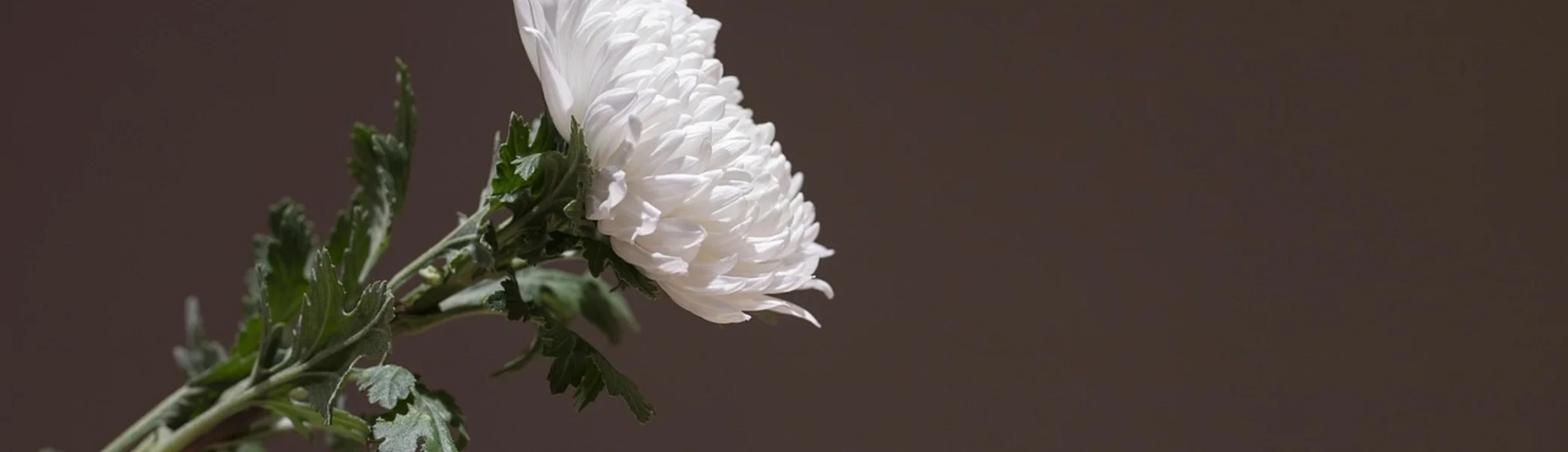 © HeungSoon auf Pixabay