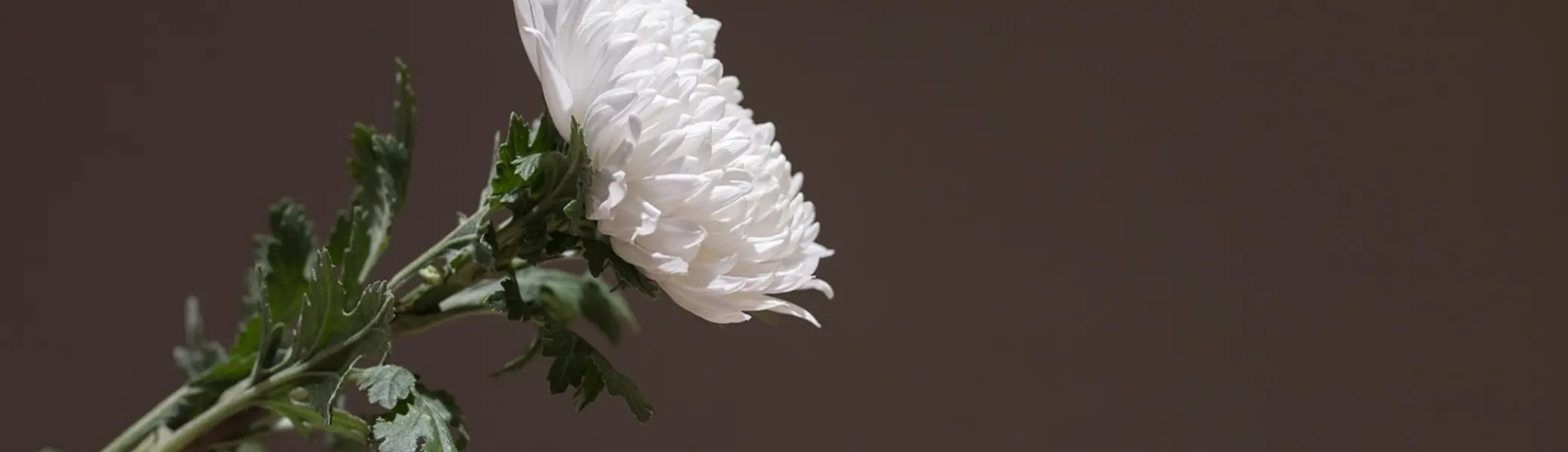 © HeungSoon auf Pixabay