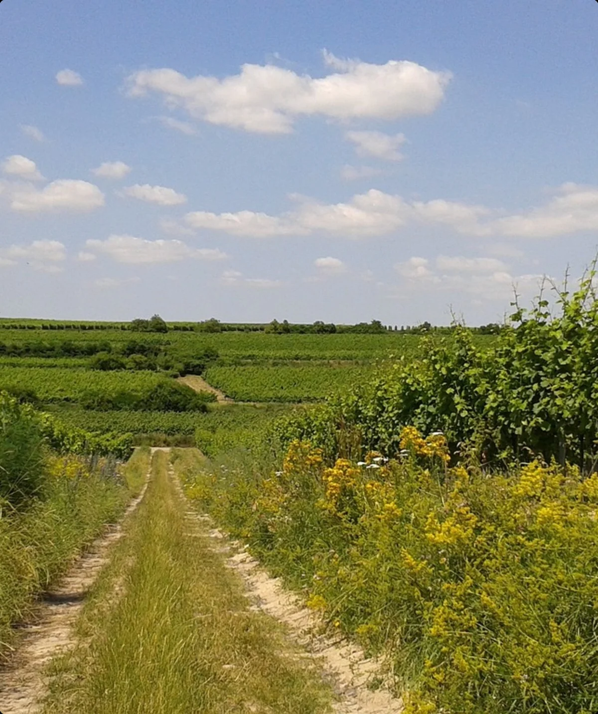 ©  Bernd Schäfer (Pixabay)