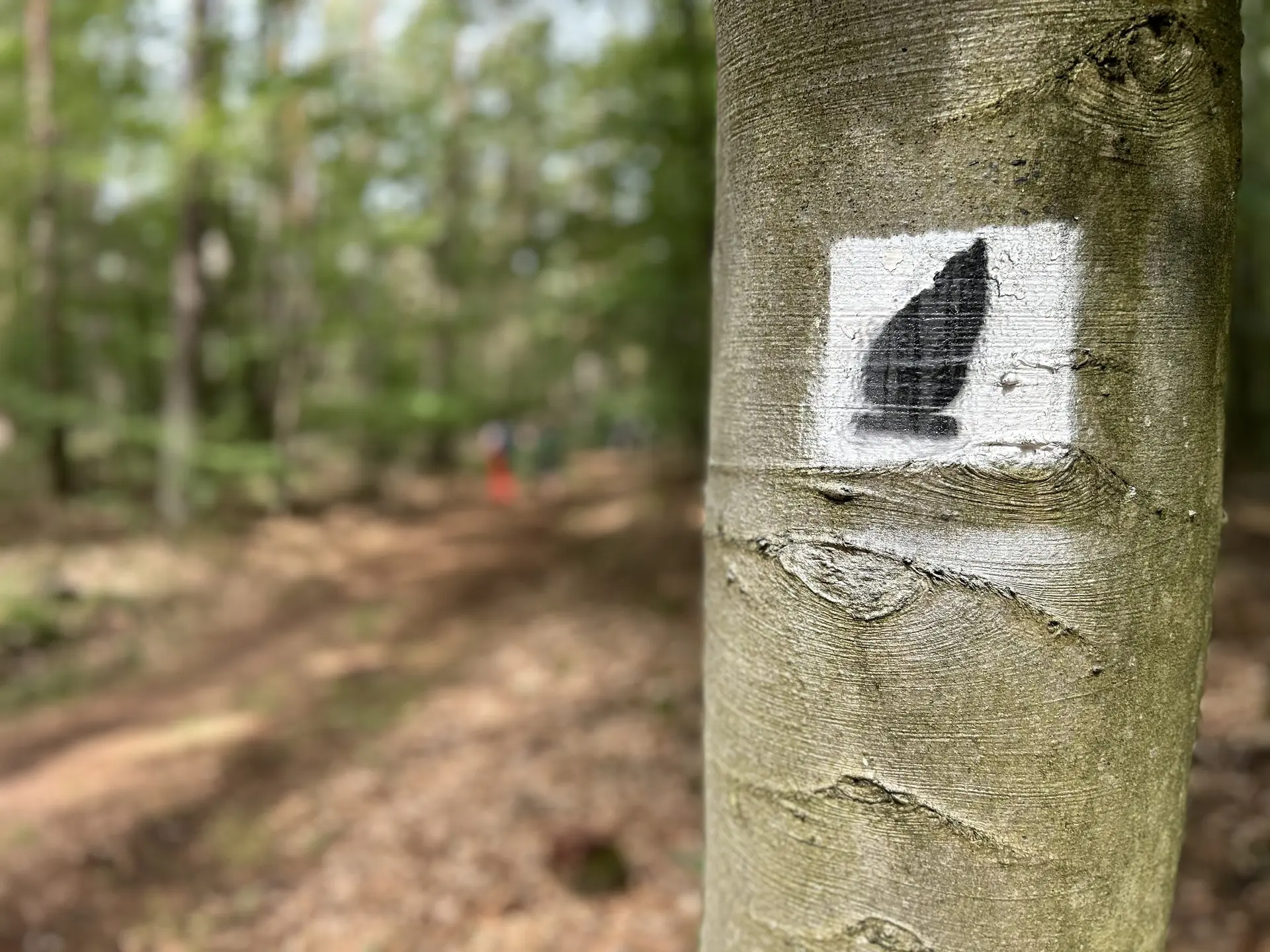 Waldweg | © DAV Mainz (Claudia Endriss/Oliver Heil)