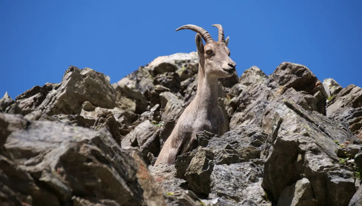 Steinbock am Steinbockjoch | © DAV Mainz / Jörg Steinkamp