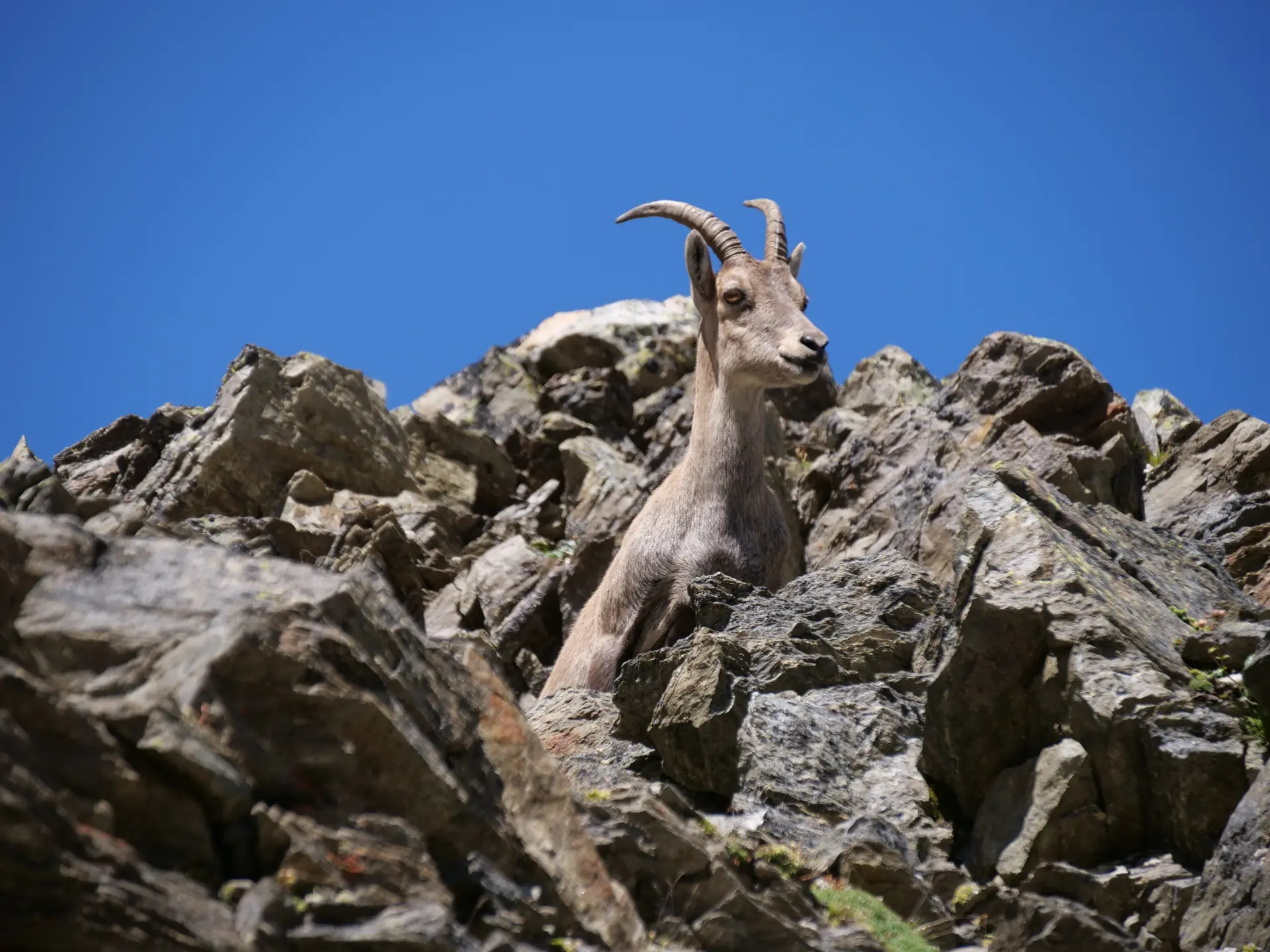 Steinbock am Steinbockjoch | © DAV Mainz / Jörg Steinkamp