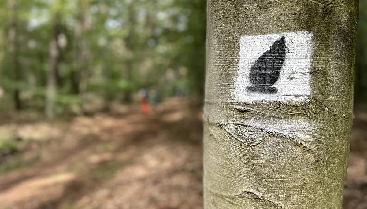 Waldweg | © DAV Mainz (Claudia Endriss/Oliver Heil)