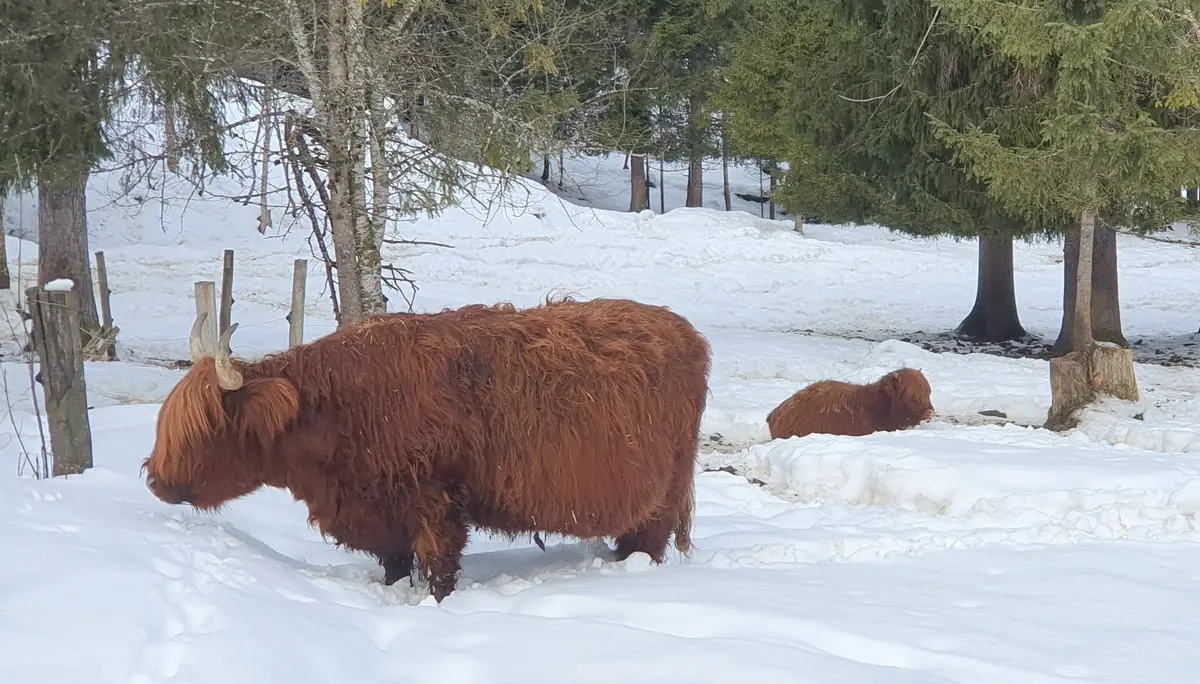 Auf dem Weg zum Vilsalpsee - Galloways im Schnee | © DAV Mainz / Tourengruppe Schneeschuhtouren im Tannheimer Tal (04.-08.02.2026)