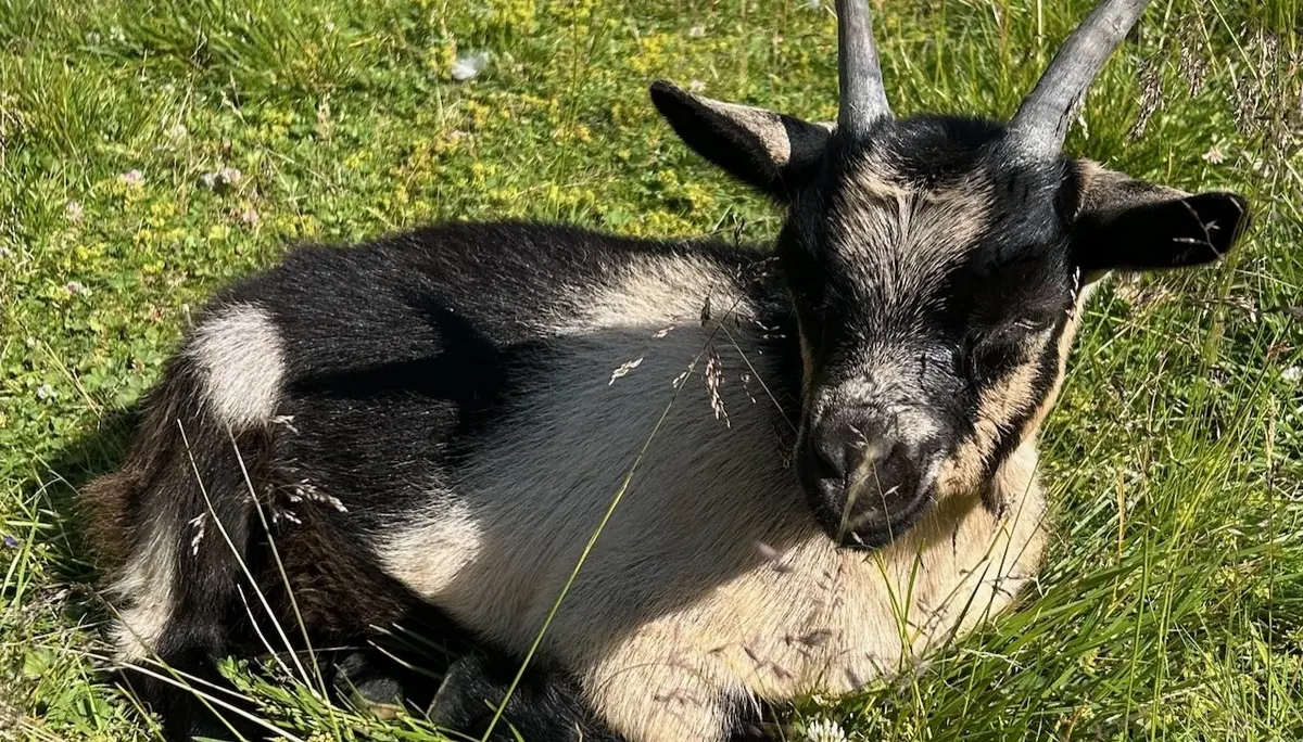 Ziege im Gras | © Oliver Heil