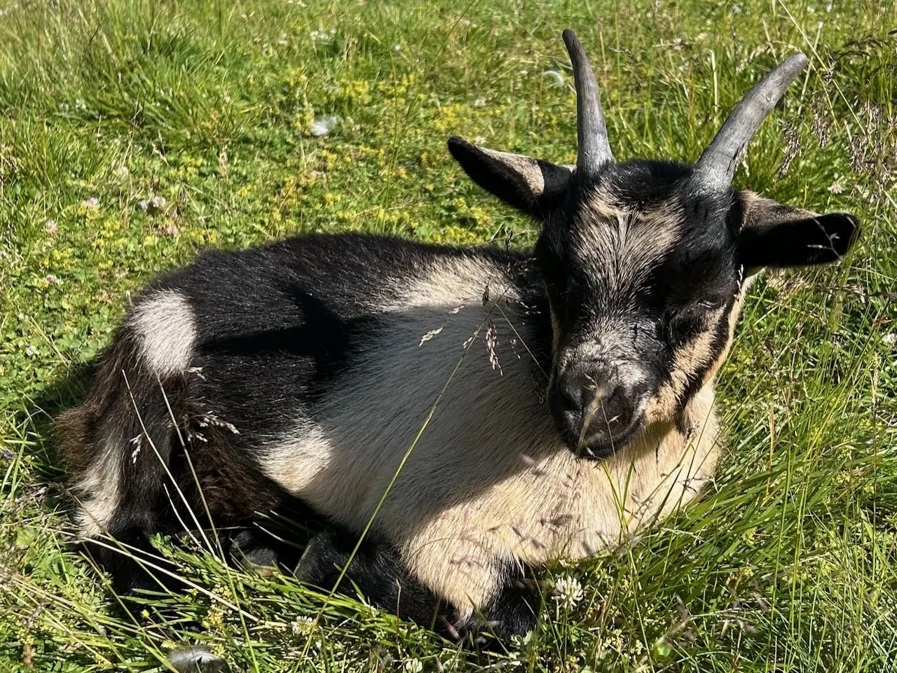 Ziege im Gras | © Oliver Heil